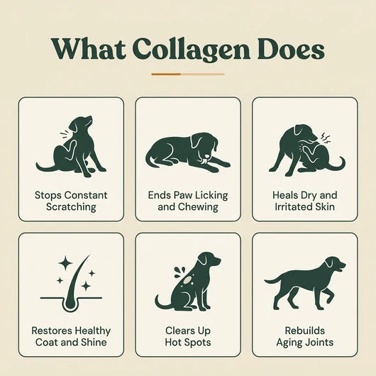 HappyDogs Liquid Collagen